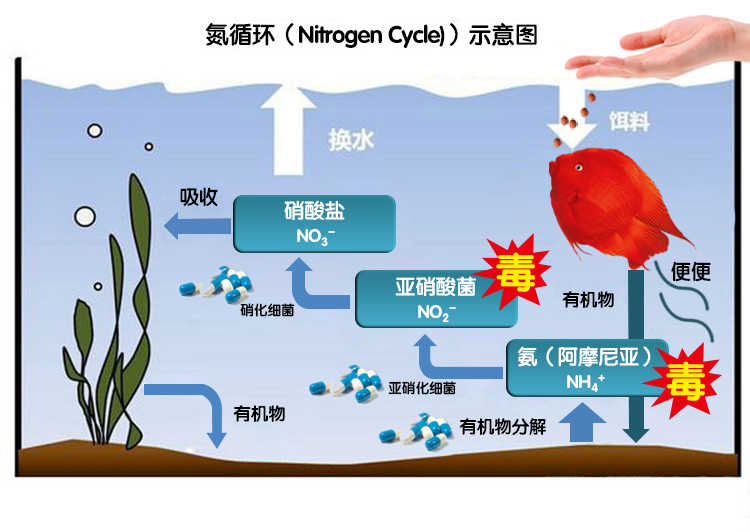 水產養殖硝化細菌和芽孢桿菌可以一起用嗎？