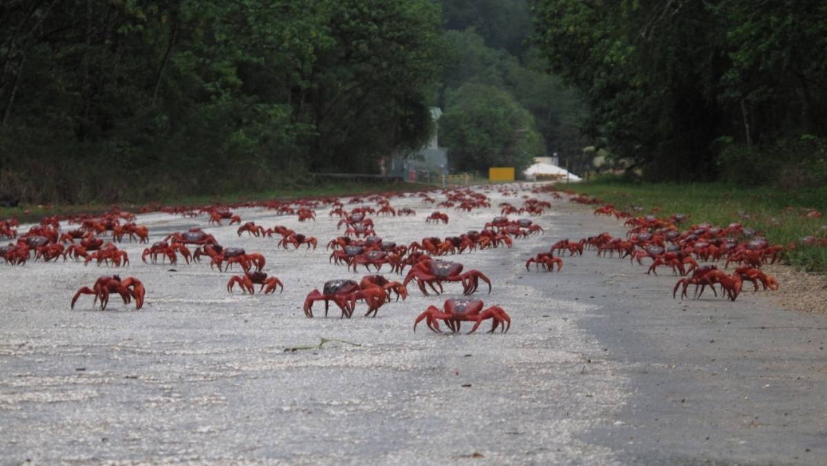澳州紅蟹_澳洲紅蟹怎么做好吃_澳洲紅蟹