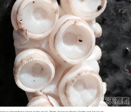 巨槍烏賊_巨槍烏賊視頻_巨槍烏賊是什么