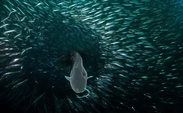 鯰魚效應是什么意思_鯰魚效應等各種效應_鯰魚效應本質