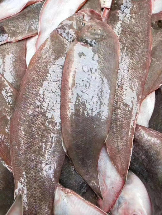 文章巴沙魚和龍利魚的區別在哪里？