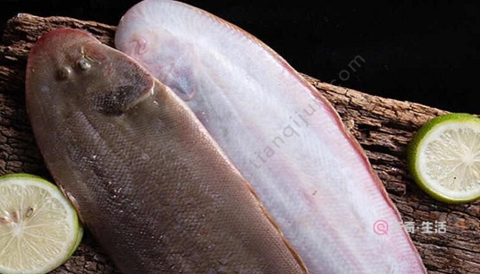 龍利魚價格_龍利魚活魚價格_魚龍利魚