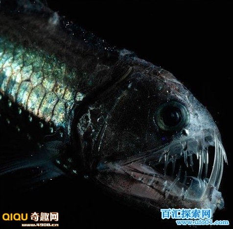 食人魔魚_食人魔魚的視頻_食人魔魚是什么