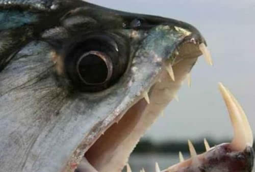 食人魔魚_食人魔魚的視頻_食人魔魚是什么