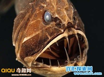 食人魔魚_食人魔魚是什么_食人魔魚的視頻