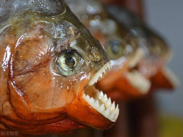 食人魔魚_食人魔魚是什么_食人魔魚的視頻