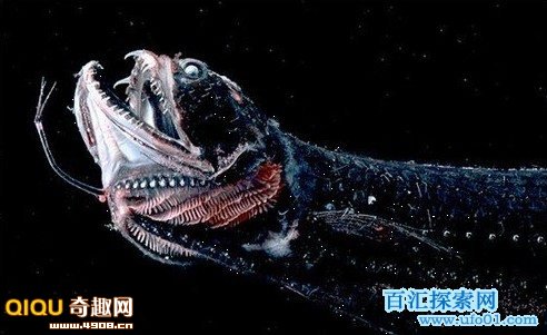 食人魔魚的視頻_食人魔魚是什么_食人魔魚