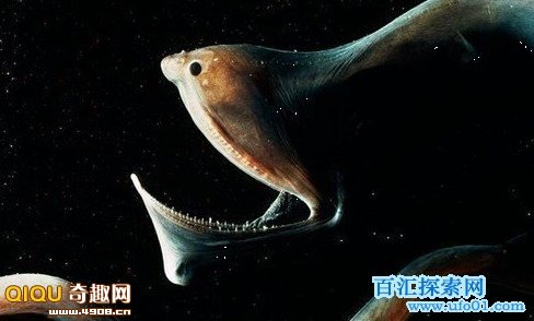 食人魔魚的視頻_食人魔魚_食人魔魚是什么