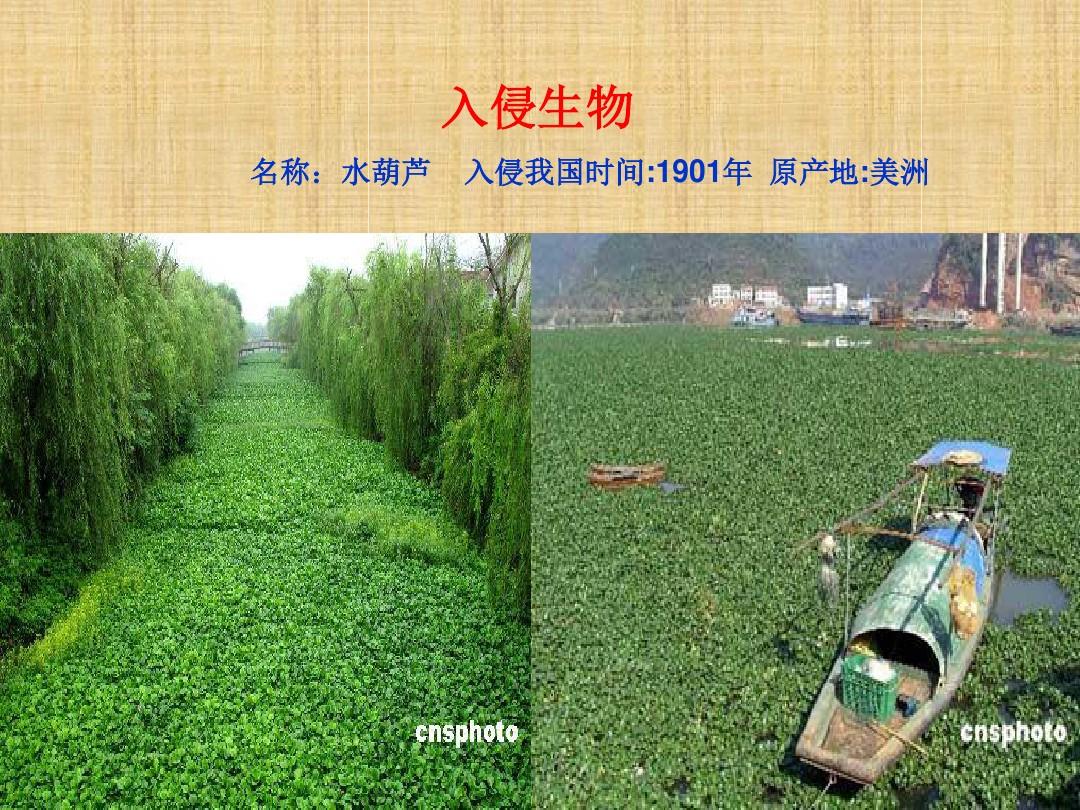 克氏原螯蝦分類地位_克氏原螯蝦_克氏原螯蝦vs