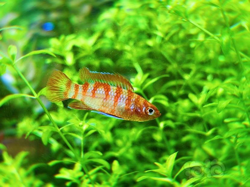 紅尾金龍魚視頻_紅尾金龍魚多少錢一條_紅尾金龍魚