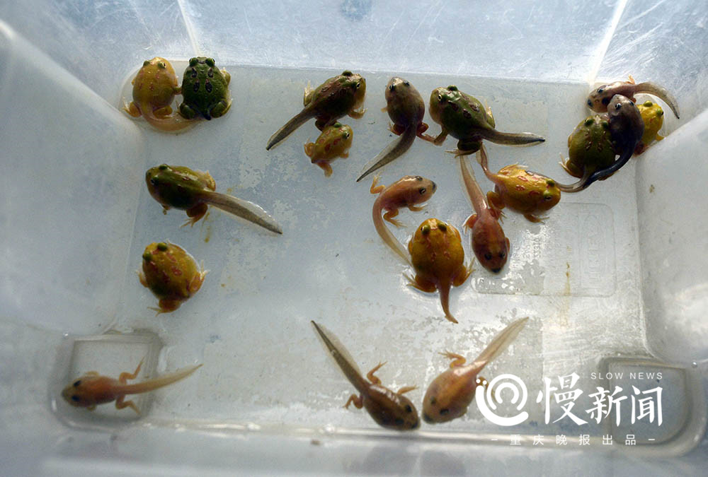 角蛙是什么動物_角蛙是寵物嗎_角蛙的角