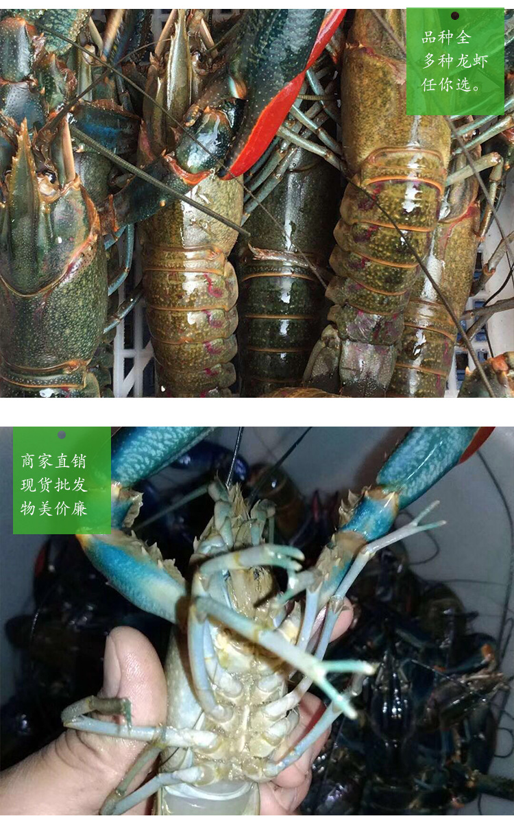克氏原螯蝦vs_克氏原螯蝦的形態特征_克氏原螯蝦