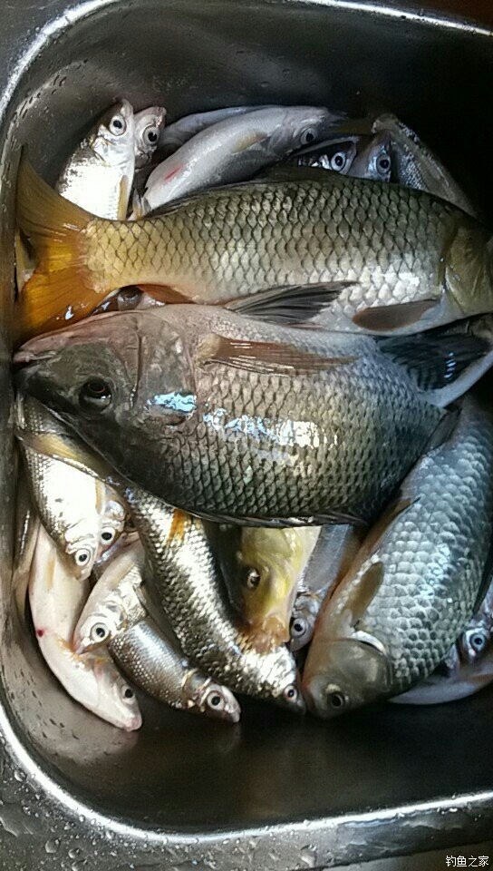夏季釣魚技巧大全問答_夏季釣魚技巧大全_釣魚夏季大全技巧視頻