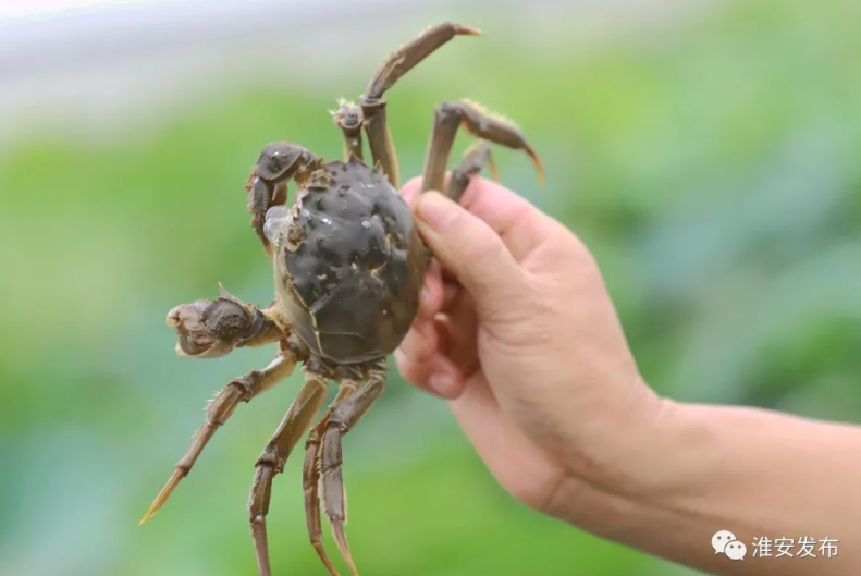 梁子湖螃蟹多少錢一斤_梁子湖吃螃蟹_梁子湖螃蟹