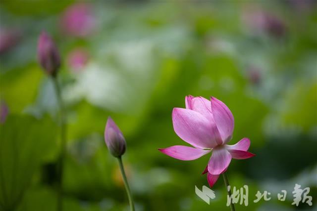 梁子湖螃蟹介紹_梁子湖螃蟹多少錢一斤_梁子湖螃蟹