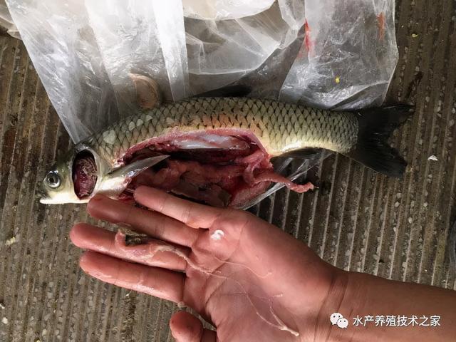 吃魚的好吃_魚好處和壞處_吃魚的好處