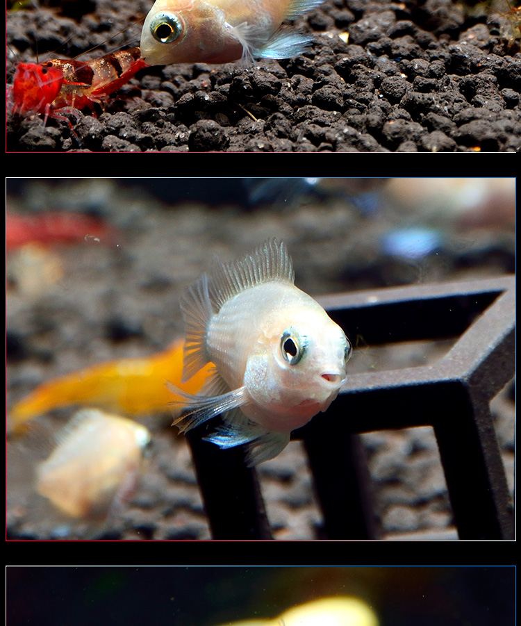 變白的鸚鵡魚如何變紅_鸚鵡魚變白_鸚鵡魚變白