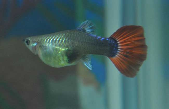 孔雀魚生小魚該怎么辦_孔雀魚生小魚_孔雀魚生小魚小魚怎么養