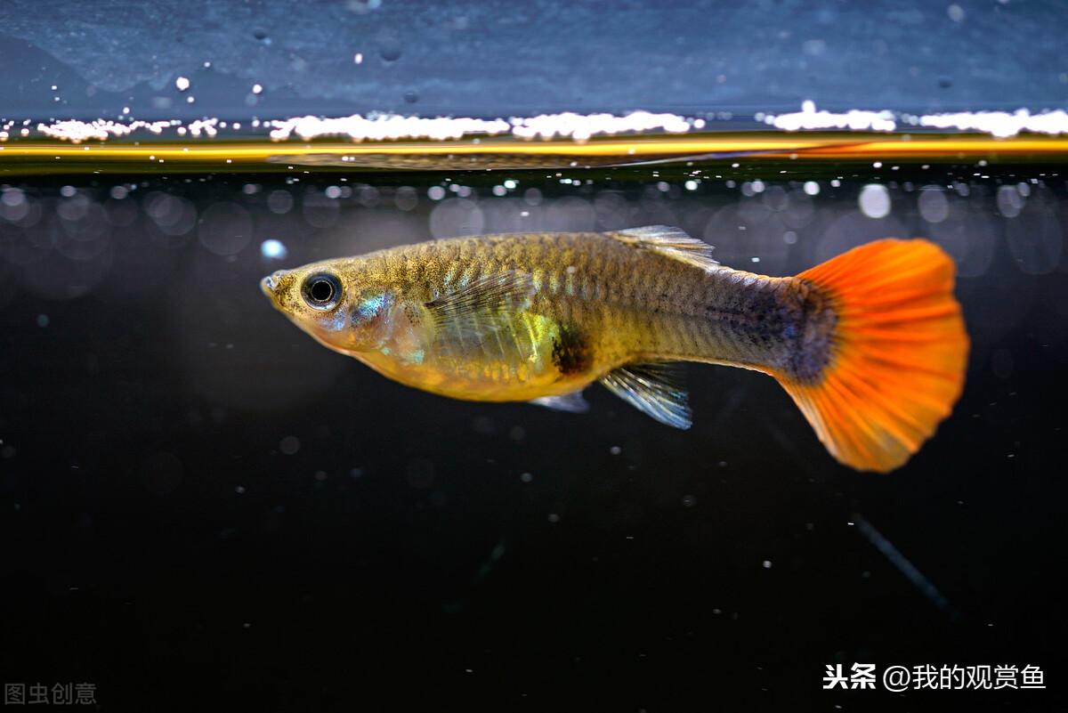 孔雀魚生小魚_孔雀魚生小魚該怎么辦_孔雀魚生小魚小魚怎么養