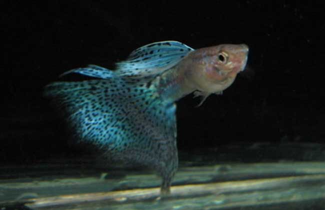 孔雀魚生小魚該怎么辦_孔雀魚生小魚是什么樣子的_孔雀魚生小魚