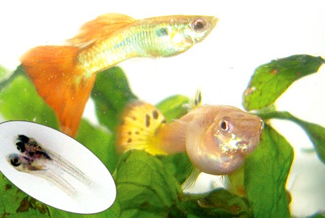孔雀魚生小魚是什么樣子的_孔雀魚生小魚該怎么辦_孔雀魚生小魚