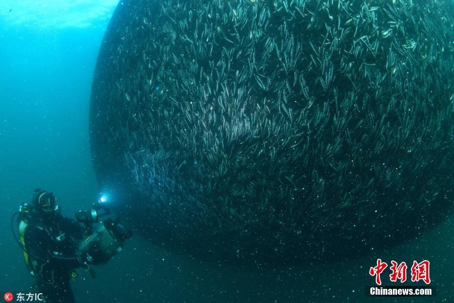 我想看魚世界_世界上最大的魚_魚世界百科