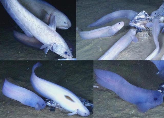 魚世界百科_我想看魚世界_世界上最大的魚