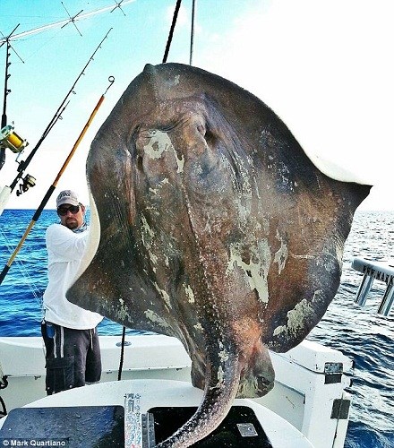 世界上最大的魚_我想看魚世界_魚世界百科