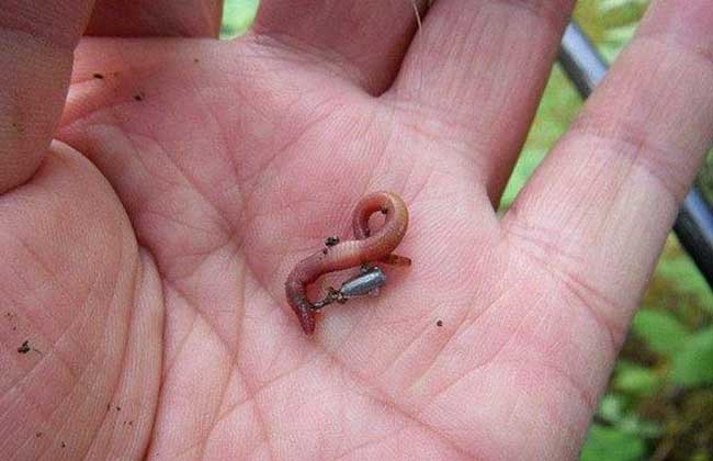 想釣黃顙魚一定要用這2大狠招，上魚率賊高