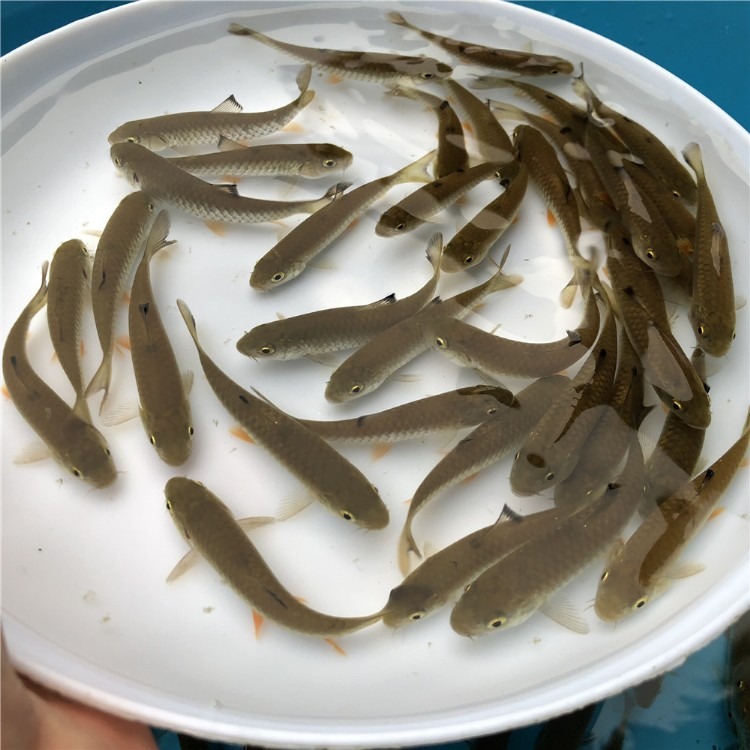 甲魚苗價格多少錢一只_甲魚苗價格_甲魚苗價格是多少