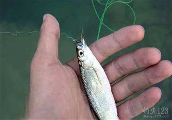 釣魚前打是什么意思_前打釣法_釣魚前打竿的用法和它的好處