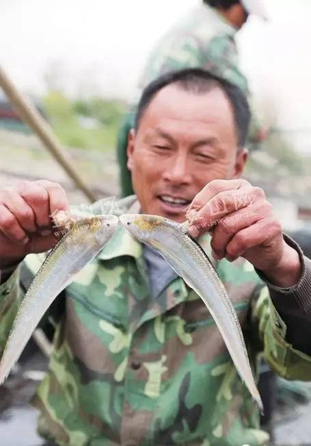 長江刀魚_長江刀魚_長江刀魚