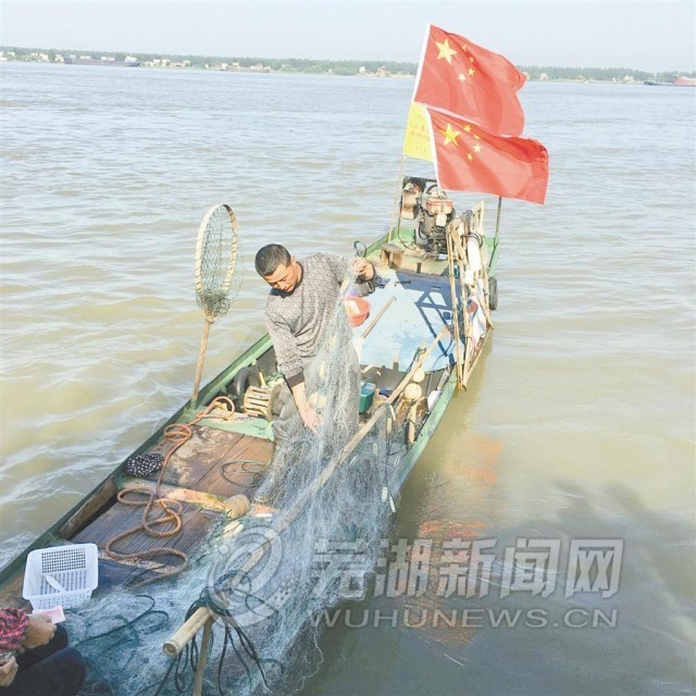 長江刀魚_長江刀魚_長江刀魚