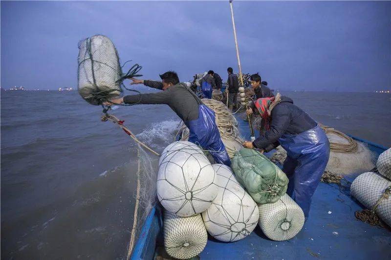 長江刀魚_長江刀魚_長江刀魚