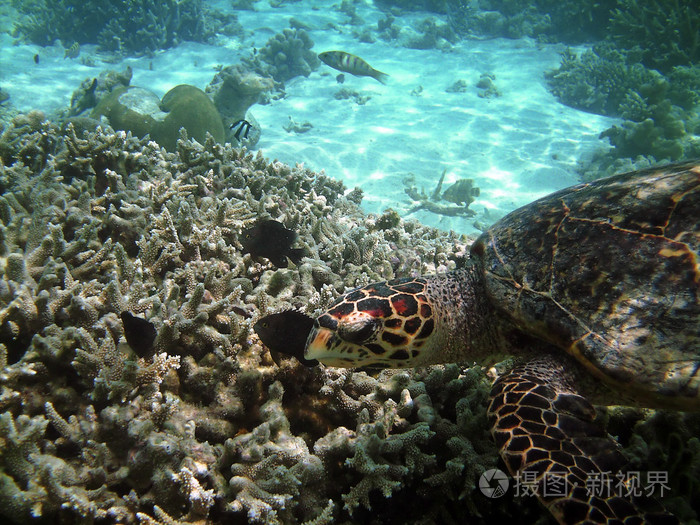 廣東巨型鯰魚吃人_吃人鯰魚_睢縣鯰魚吃人