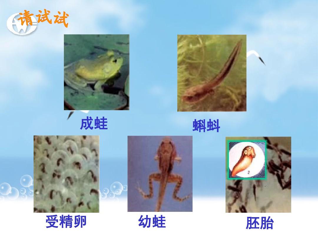 不合理蛙的蝌蚪是世界上最大的萎縮蛙