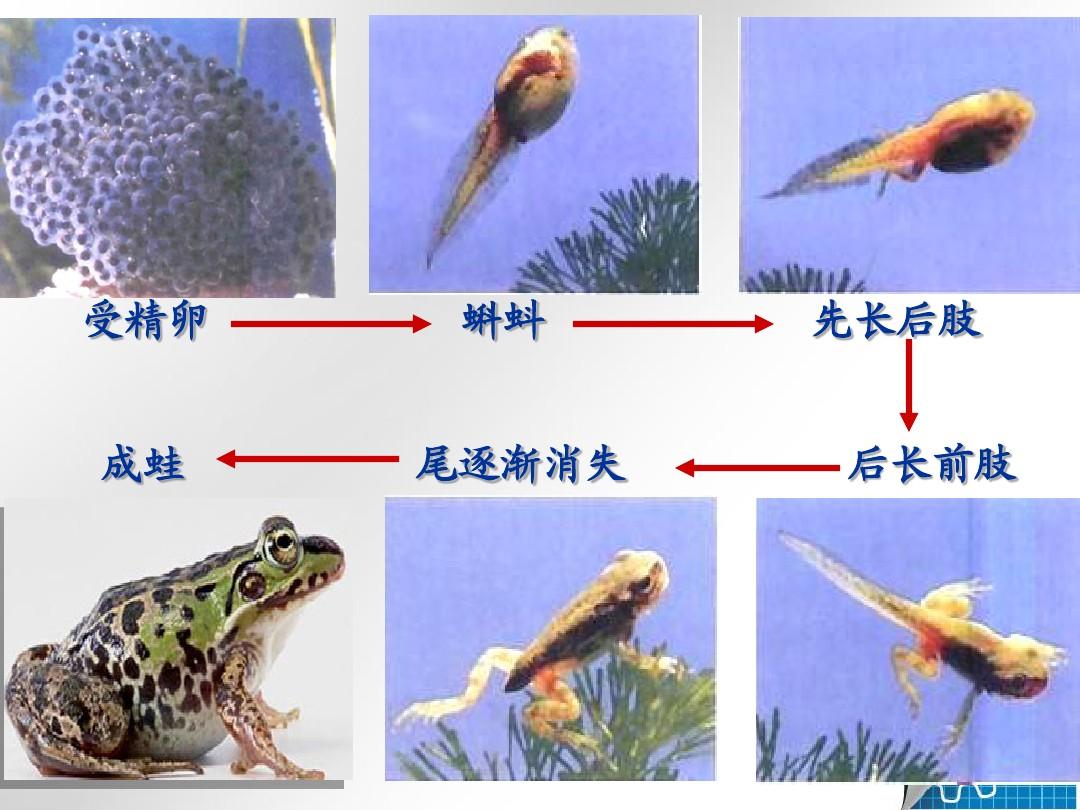 世界上最大的蝌蚪_蝌蚪音樂世界_蝌蚪的世界