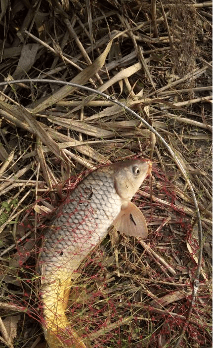 釣鯉魚用什么鉤型最好_釣鯉魚用幾號鉤_如何釣鯉魚