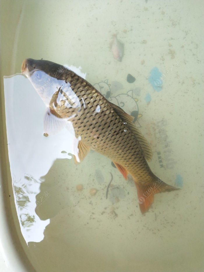 釣鯉魚調漂的正確方法與技巧_釣鯉魚用什么餌料最好_如何釣鯉魚