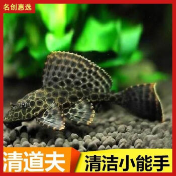 冷水魚清道夫_清道夫魚_琵琶魚清道夫