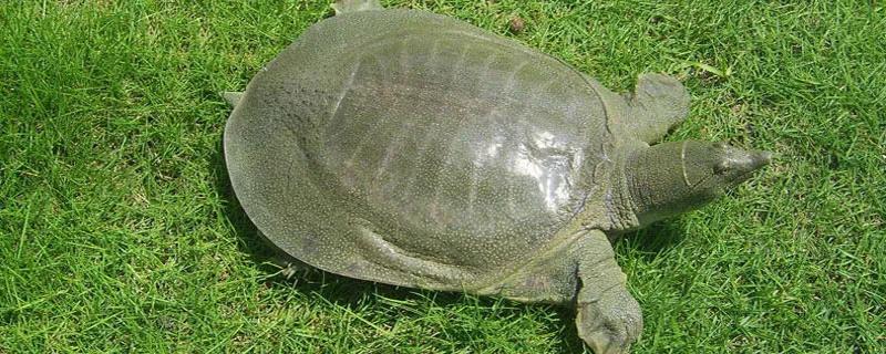 甲魚吃什么食物_食物甲魚吃后安神嗎_甲魚吃啥子東西吃啥子食物