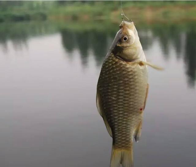 釣鯽魚用幾號鉤型最好_鉤釣鯽魚用多大的鉤_釣鯽魚用幾號鉤