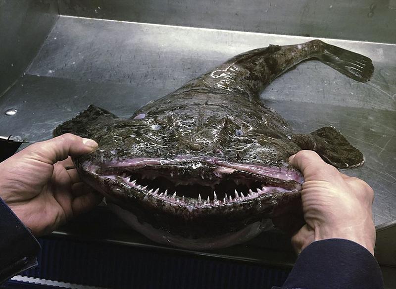 清道夫魚_冷水魚清道夫_外來物種魚清道夫