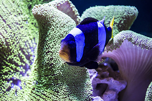 冷水魚清道夫_清道夫魚_外來魚清道夫