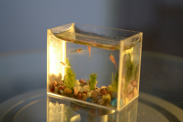 外來魚清道夫_清道夫魚_冷水魚清道夫