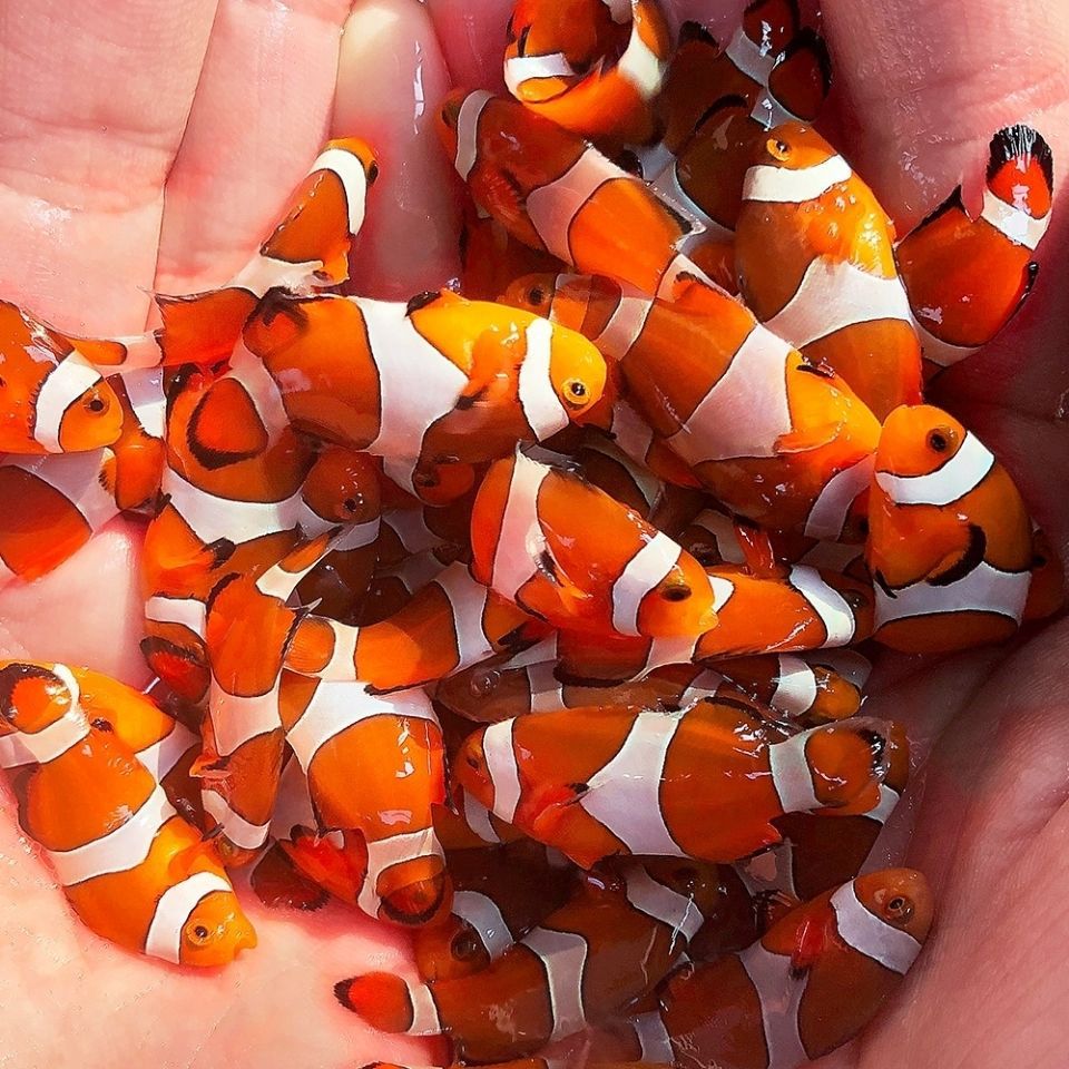 雙代小丑魚_雙帶小丑魚繁殖_紅雙帶小丑魚