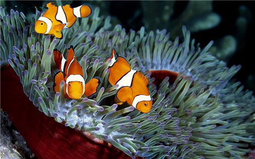 雙代小丑魚_紅雙帶小丑魚_雙帶小丑魚繁殖
