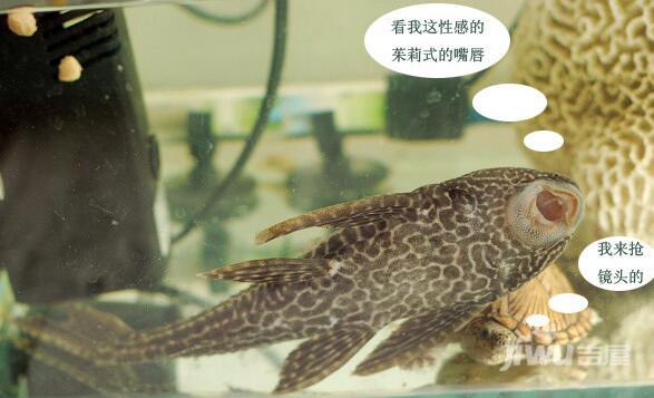 琵琶魚清道夫_外來魚清道夫_清道夫魚