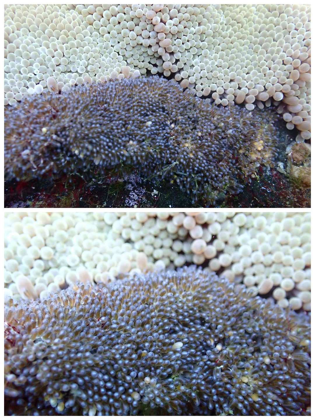 紅雙帶小丑魚_雙帶小丑魚怎么分公母_小丑魚紅色