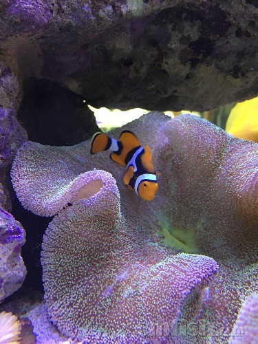 小丑魚紅色_雙帶小丑魚怎么分公母_紅雙帶小丑魚